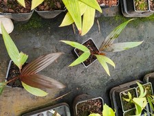 Areca vestiaria 'Maroon Leaf' - 11 cm Pot Rare Palm Seedling