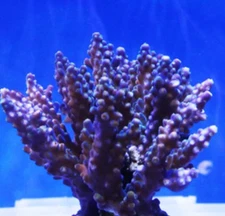 Live coral Purple Green Acropora SPS Coral 2” Frag Reef Tank