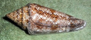 RA RFM 86339 Nice Conus gloriamaris Chemnitz 1777 85.2mm Taken by local diver at