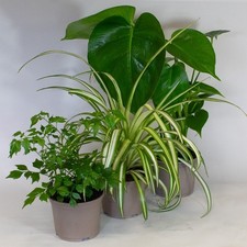 3 x House Plants – Mix of Indoor Plants in 10.5cm pots