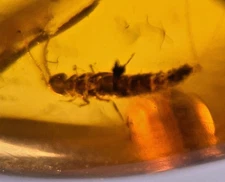 A101 BU1399 Uber Rare true Dipluran male spider Burmese Amber Gemstone 99 mill