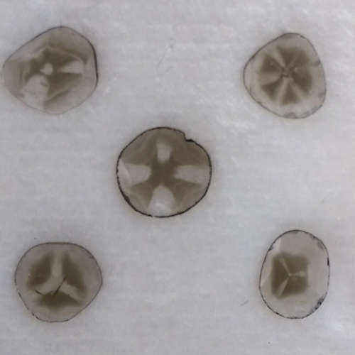 0.53cts Rare Natural Trapiche Polki Slice cut Earth Mined Loose Diamonds - Video 1 of 1
