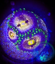 SAF~ “WYSIWYG” Nirvana Palythoa, Coral Frag, Zoanthid, Paly, Zoa