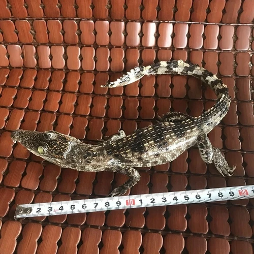 Crocodile Taxidermy Specimen Animal Skull Rare Decor Stuffed Craft New 1pcs - Picture 4 of 6