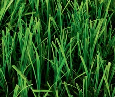 Pensacola Bahia Grass Seed (Coated)