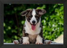 Brown corgi puppy Framed Wall Art Poster Canvas Print Picture