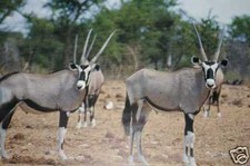 Wild-Biltong "Oryx-Art" 100g Stix, Afrikanischer Genuss pur!