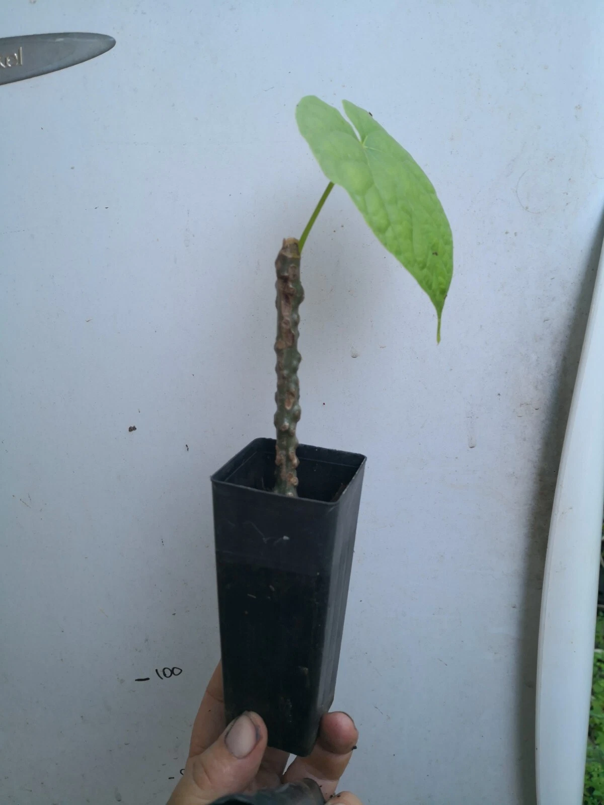 Picture 3 of 3