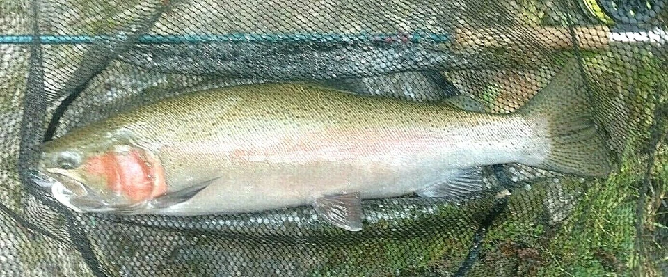 60°Jig Hook Competition Barbless #10#12#14#16#18 Euro Nymph Fly Tying 25pk Black - Image 4 of 4