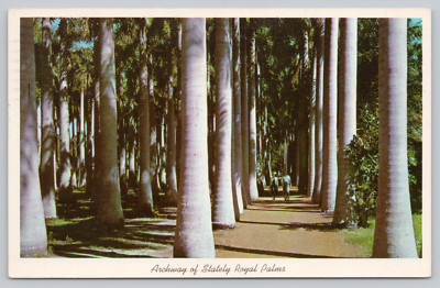 Postcard Archway of Stately Palms Mc Kee Jungle Gardens Florida