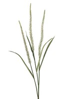 artplants Deko Zweig Federborstengras Fjora, Mit Rispen, Weiß, 115Cm