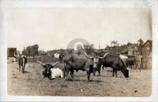 c1910's Longhorn Cattle Scene Field Animals RPPC Photo Postcard COPY
