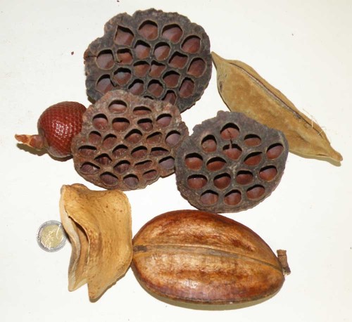 Stampino Fiore Per Pasta Di Zucchero in Tavola e Cucina