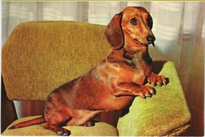 Old postcard AK Dachshund DOG (1178852)