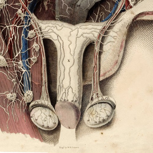 MASTERPIECE 1822 JOHN LIZARS Hand-Color Folio Engraving PL X, LYMPHATIC VESSELS - Picture 6 of 8