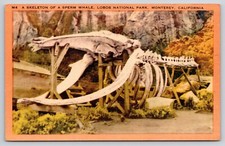 Sperm Whale Skeleton Lobos National Park Monterey California Postcard UNP