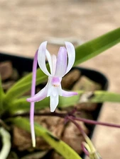 Neofinetia Falcata Pink X Sib (Kokakakuden X Shutennou)  4” Pot