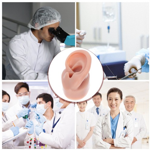 Simulazione Modello Orecchio Umano Modello Orecchio per Insegnare Modello Orecchie Silicone - Foto 4 di 12