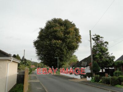 FOTO DIE GROSSE KAUKASISCHE ULME IN WORLINGHAM DIESER GROSSE BAUM HATTE EINEN STRENGEN BESCHNITT J