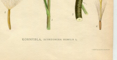 DRW-- VINTAGE BOTANICAL HAND COLORED PRINT, A. BORTZELLS STOCKHOLM - Picture 2 of 2