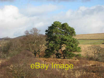 Photo 6x4 Scots pines Langholm/NY3684 Three Scots pine trees stand out i c2008