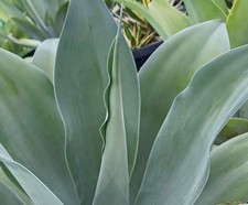 Agave pedunculifera SEEDS - Agave | Century plant