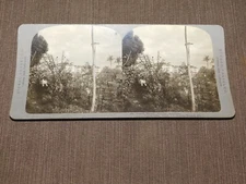 VINTAGE STEREOVIEW STEREOSCOPES CARD TIVOLI HOTEL ANCON PANAMA 1913