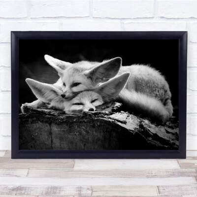 Das glückliche Paar Fuchs schwarzweiß ruhende Ruhe Umarmung Freude froh Wandkunstdruck