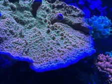 Sunset Montiopora Frag plating coral