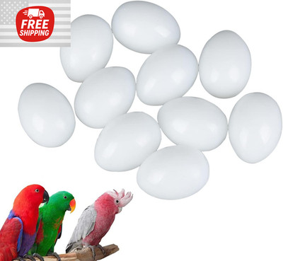 10 Pcs Hatching Eggs for Parrots Macaws Cockatoos and Eclectus - 37mm x 27mm