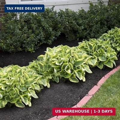 Amazing Deal - 24 Hosta Bare Roots Plants w/Planting Shovel - Mixed Heart-Shaped
