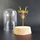 Mante-fleur naturalisée sous cloche : Creobroter gemmatus (Entomologie insecte)