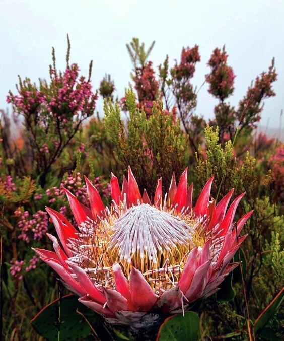 10 KING PROTEA CYNAROIDES SEEDS *GIANT 12
