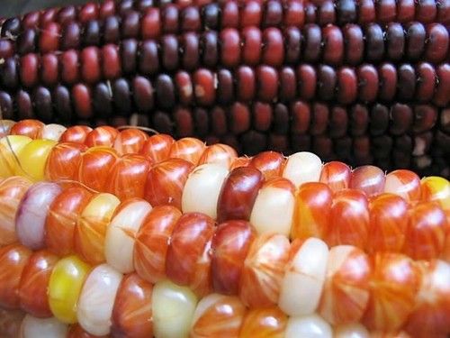 100 Ornamental INDIAN CORN WAMPUM Mixed Colors Zea Mays Vegetable Seeds - Picture 7 of 10