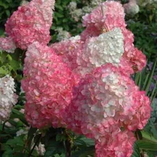 5 Bright Vanilla Strawberry Hydrangea Seeds Perennial Flowers Flower Seed 1415