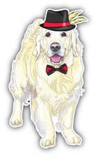 White Labrador Gentleman Car Bumper Sticker Decal 3'' x 5''