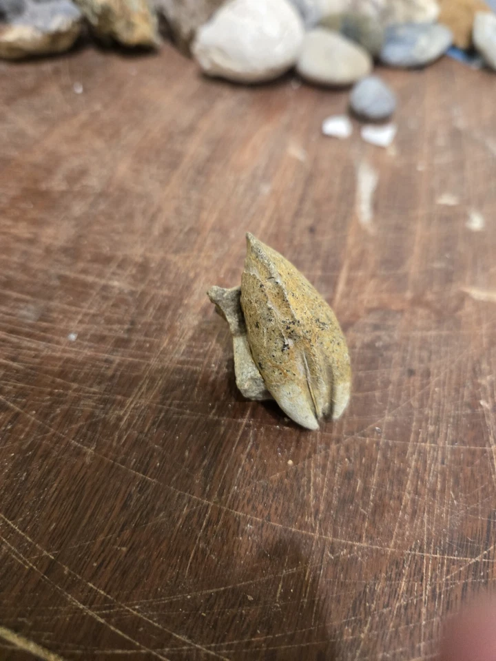 Perfectly Intact Fossil Of A Mussel From The Sea. Sits Abosolutely Perfect Too! - Image 3 of 4