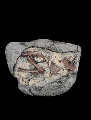 Hadrosaur Embryonic Skeleton Cast With Egg Shell-...