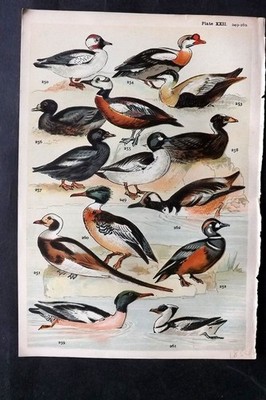 Gordon C1900 Bird Print. Goldeneye, Duck, Eider, Merganser, Scoter 22