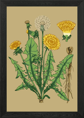 Pusteblume Blume gerahmtes Wandbild Poster Leinwanddruck Bild