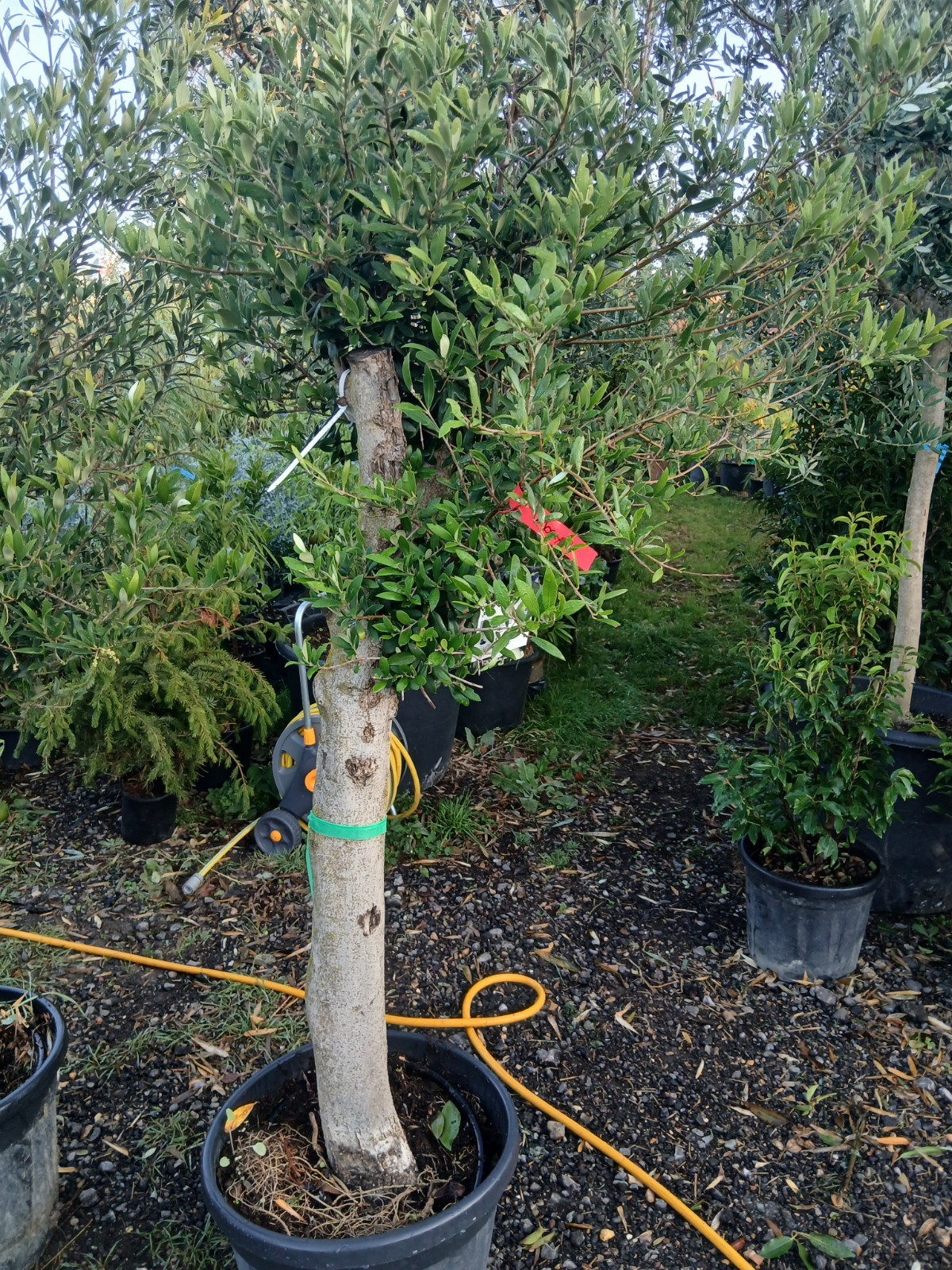 Picture 1 of 4