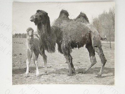 Mutter Kamel ''lange Beine'' Baby Peitschennade Zoo 1954 Vintage Foto