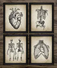 Human Anatomy Print Set Of 4, Skeleton Heart Lungs Wall Art, Medical Biology