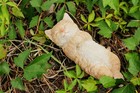 Clearance-Sleeping Cat Gray/Orange Tabby Garden Statue Yard Flowerbed Decor