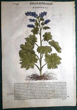 Stampa antica MATTIOLI MATTHIOLI erbario ACONITO II botanica 1585 Antique print