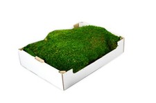 Steige Moos  kaufen konserviertes Flachmoos für Moosbilder Oster Dekoration