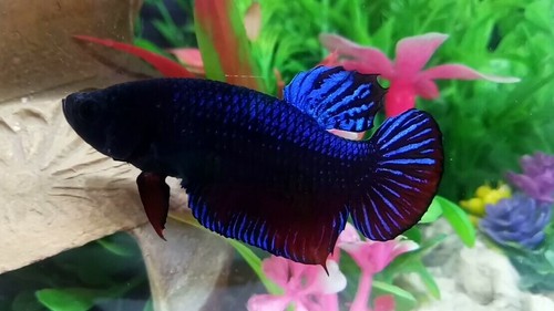 Blue Betta Fighter Plakat Male - IMPORT LIVE BETTA FISH FROM THAILAND - Picture 4 of 6