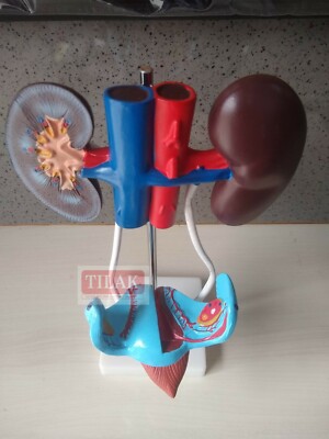 Female Urogenital System Model PVC Plastic Best Quality Free Shipping World Wide