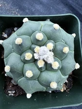 Astro asterias Nudum cv.Kikko 'turtle-shell'