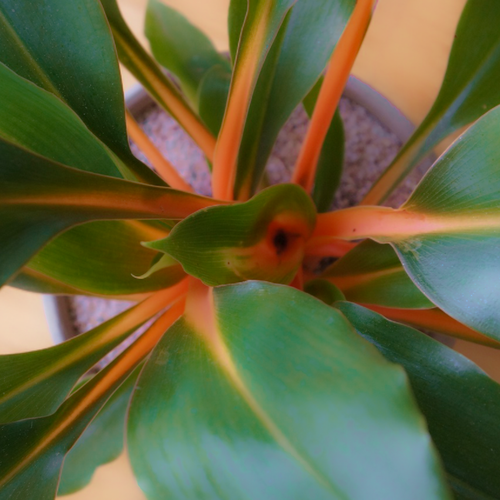 Chlorophytum amaniense (Fire Flash Spider House Plant) 5-25 Seeds RARE Indoor UK - Picture 2 of 3